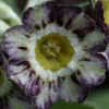 Auricula Arundel Stripe - Abriachan Nurseries